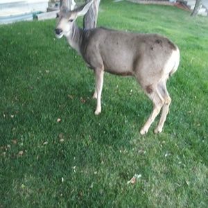 Meet your Posher, Richard